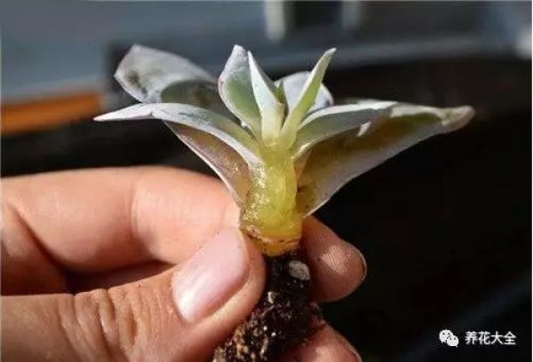 4. If the fleshy core melts together, throw it away, it's hopeless.