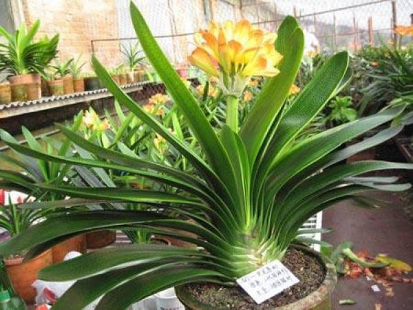 Dormancy Management
