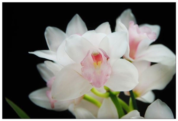 choice of fertilizer