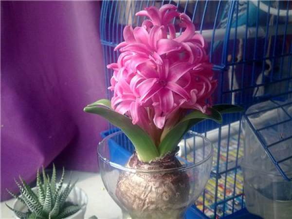 hyacinth