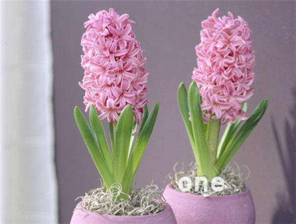 hyacinth
