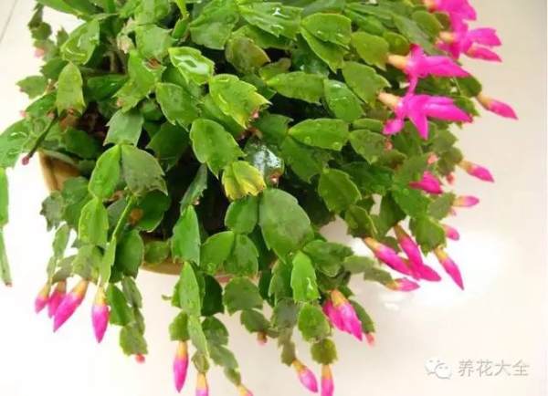 Cut off the over-dense and aged branches, which is good for internal ventilation, otherwise it is easy to rot.