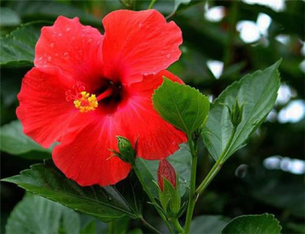 mulberry flower