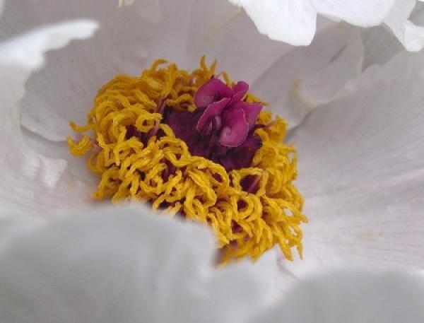 Diseases and insect pests Diseases and insect pests