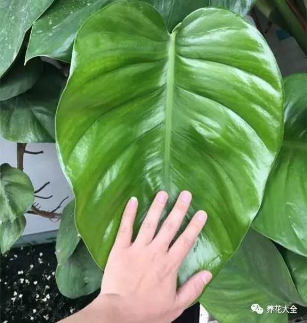 how to raise a pothos? 