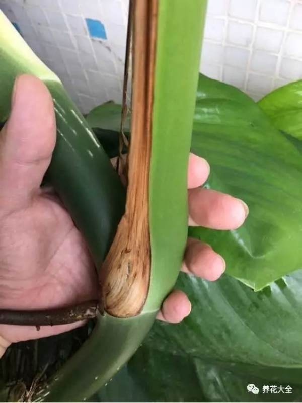 Finally, let's enjoy the big leaf green radish of the Great God Family!