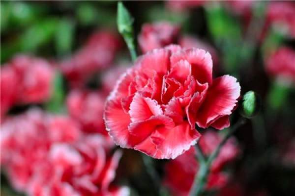 Carnation