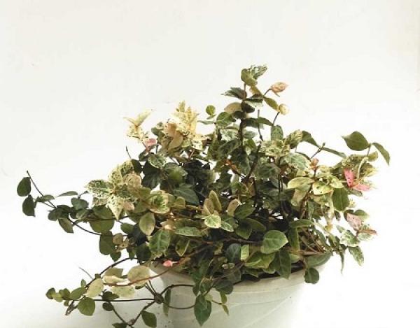 potted pruning knowledge