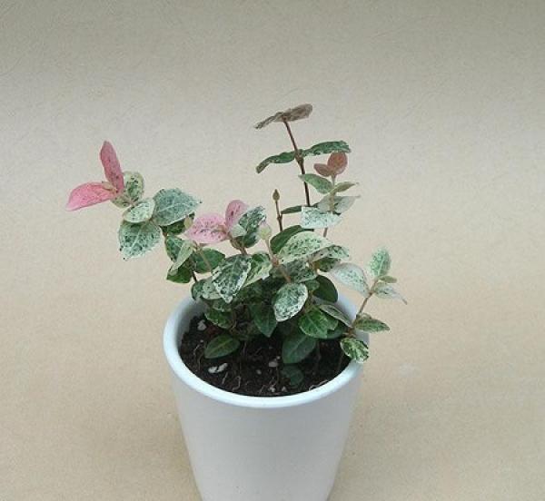 Trachelospermum jasminoides