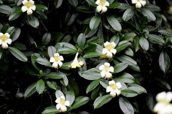 Reasons for the Rotten Roots of African Jasmine