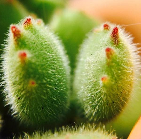 bear boy leaves