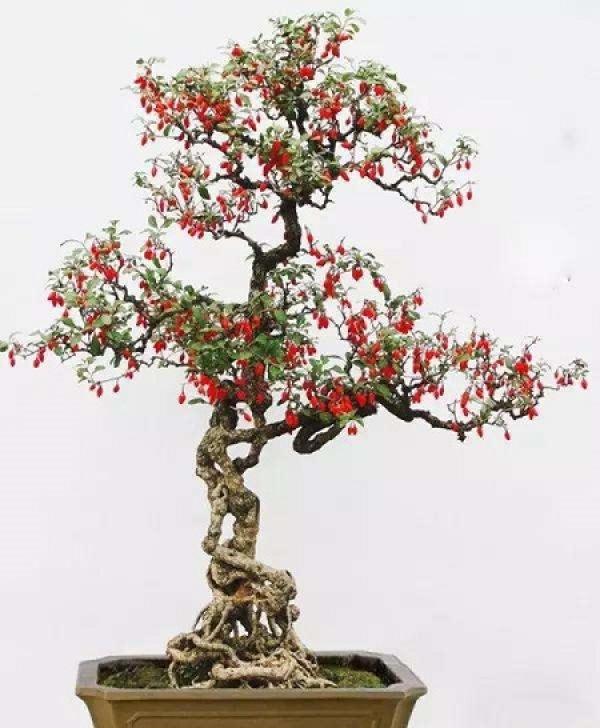 Good-looking Chinese wolfberry bonsai