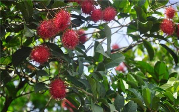 rambutan fruit