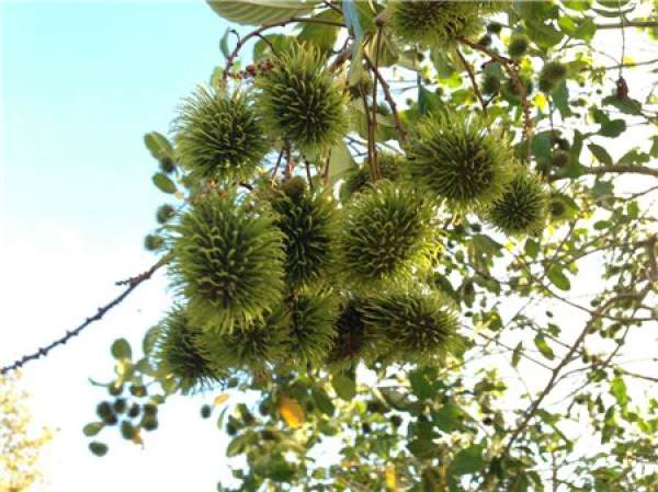 Immature rambutan