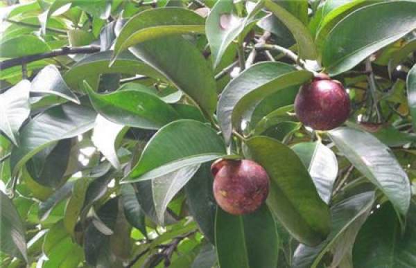 Mangosteen