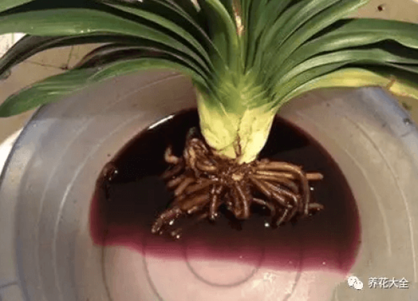 Dipping sterilized clivia miniata