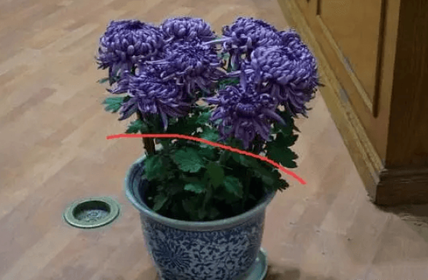 Chrysanthemum pruning after flowering