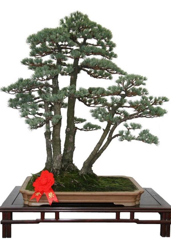 Potted landscape with stump