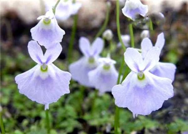 Utricularia alba