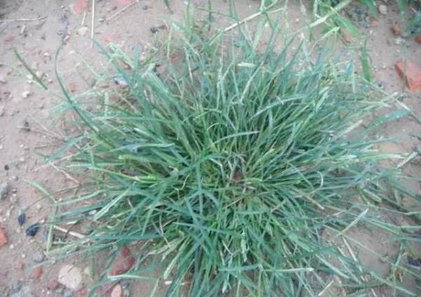 Bermudagrass