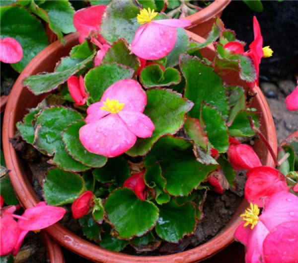 Potted Begonia semperflorens