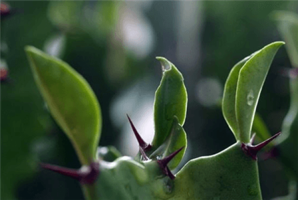 Thorns on the Keel