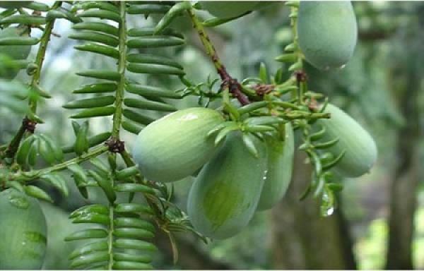 Torreya grandis