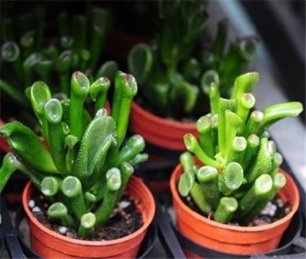 Two pots of leaves and flowers