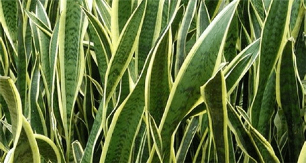 short leafy tiger tailed orchid