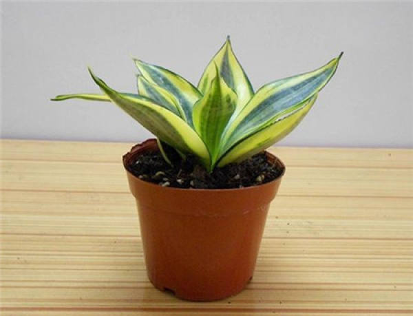 Sansevieria flabellata
