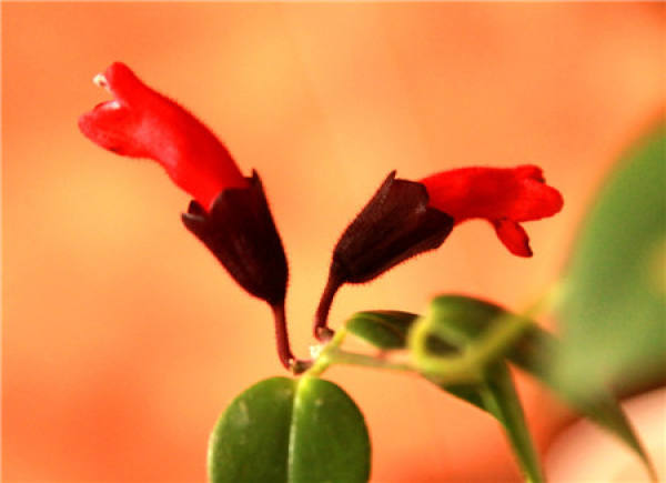 Lipstick Flower
