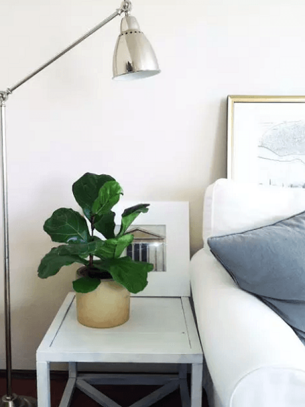 Smaller fiddle-leaved fig