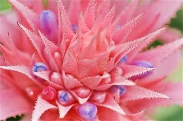 the flower of Phoebus Americana