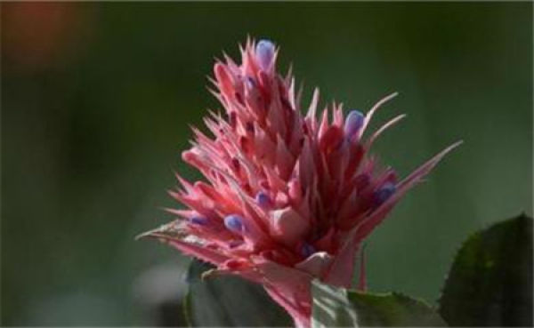 the flower of Phoebus Americana