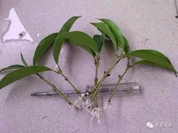 Take Root