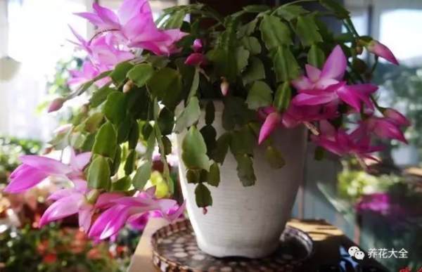 Zygocactus japonicus