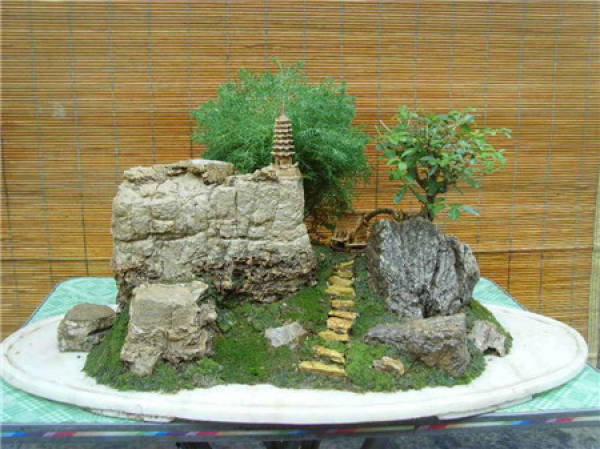 Interesting Bonsai Interesting Bonsai