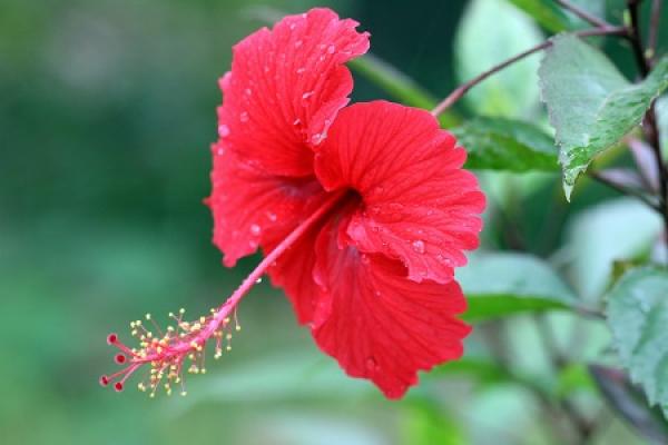 hibiscus flowers