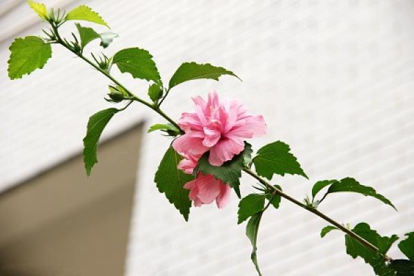 hibiscus flowers