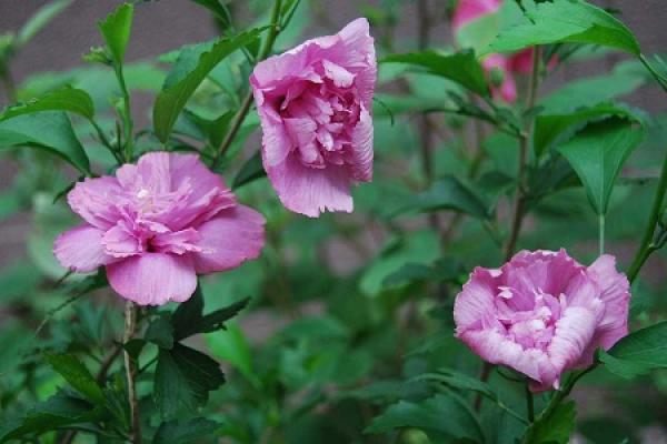 Hibiscus flower