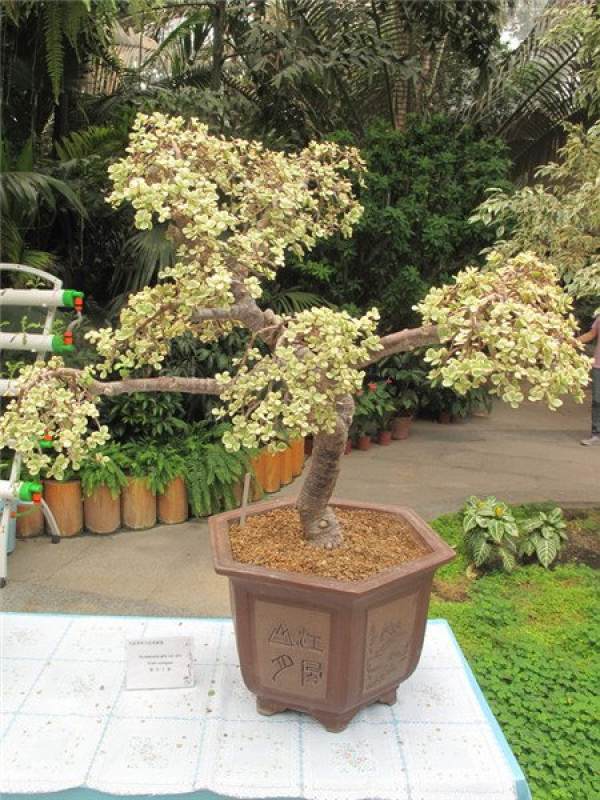 Potted plant of elegant music and dance