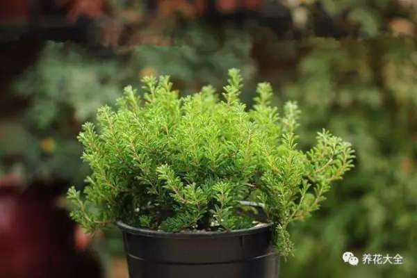 Oxalis corniculata