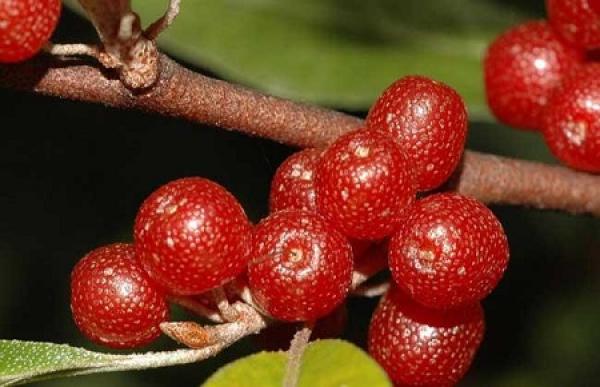 Elaeagnus conferta fruit
