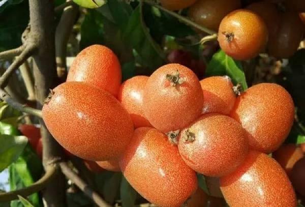 Elaeagnus conferta fruit