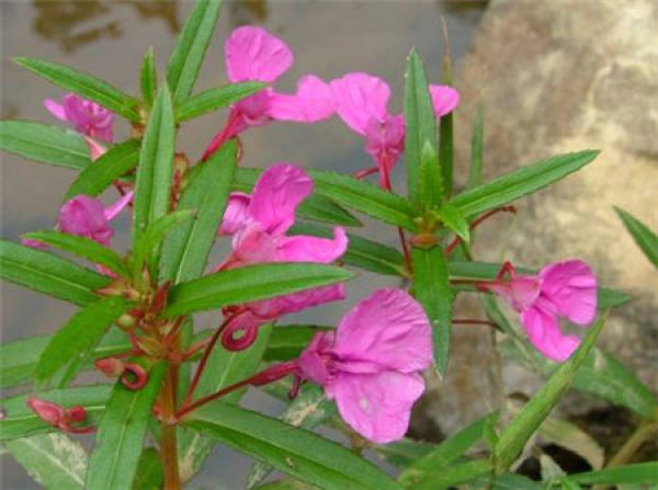 Impatiens plant