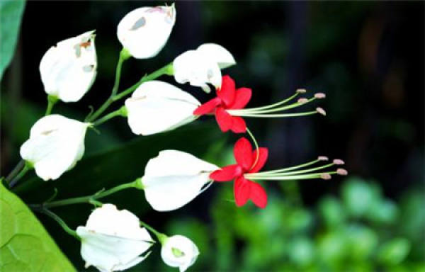 It is used to describe that the flowers are beautiful.