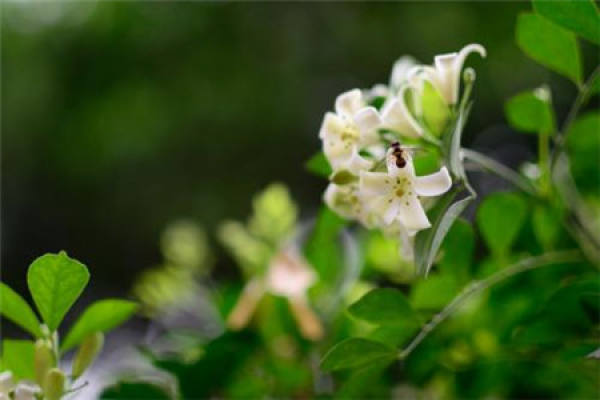 thyme blossoms