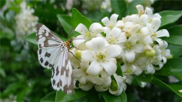 Murraya paniculata plant