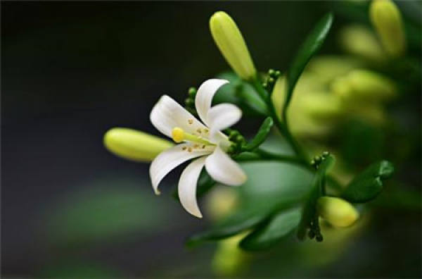 thyme blossoms