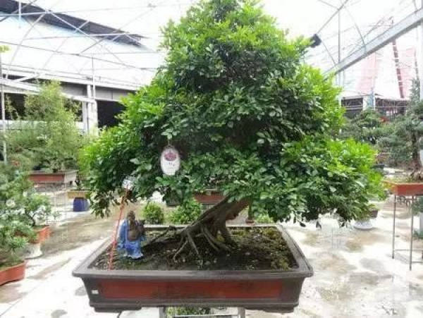 Murraya paniculata potted landscape